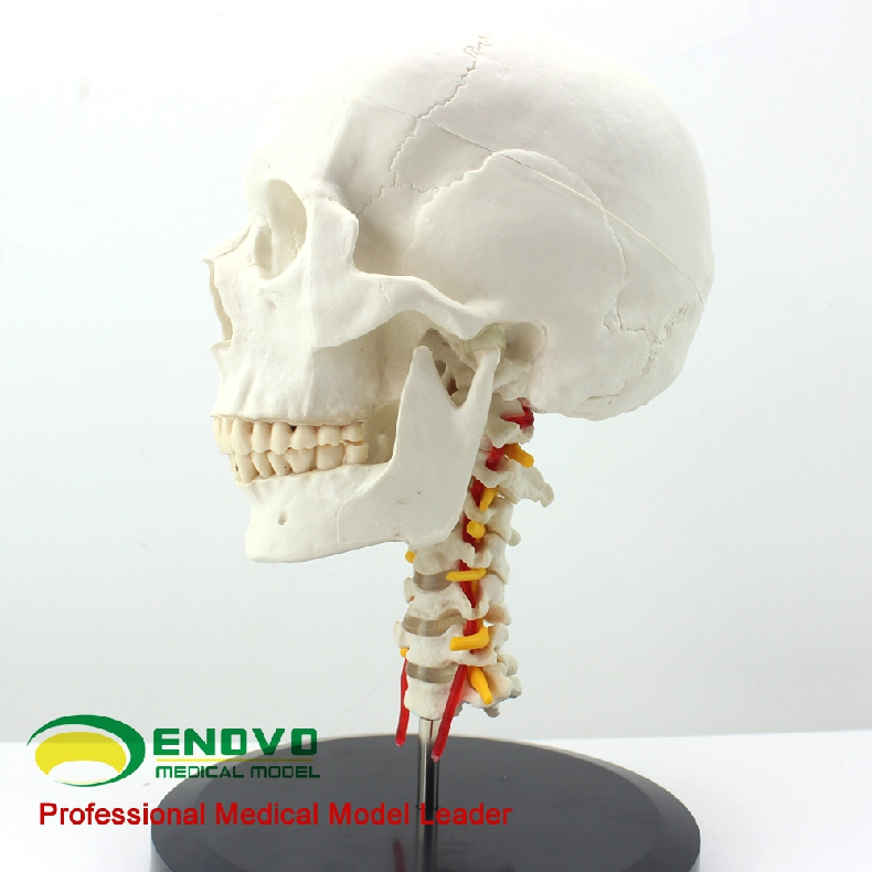 enovo颐诺人体头骨颅骨带颈椎模型枕骨颅骨模型骨科医患沟通神经