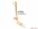 足骨腓骨和胫骨模型