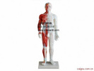 男性人体针灸模型带肌肉解剖模型