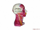 头颈部深层解剖模型