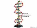 DNA结构模型