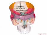 彩色颅底解剖放大模型