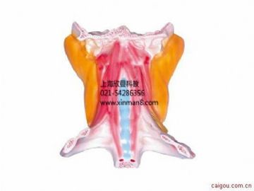 颈深层肌肉解剖模型