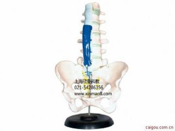 腰骶椎解剖与脊神经关系模型