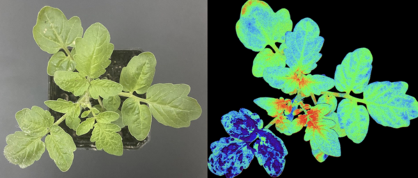 易科泰FluorTron植物光合表型成像分析系统：现代农业与科研的尖端技术