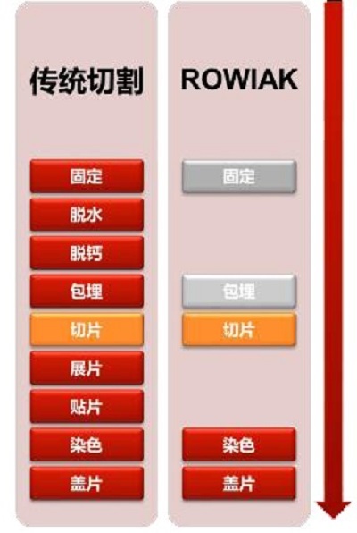 雙光子3D組織切割成像系統順利落戶，為組織切片研究注入新動力！