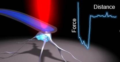 Bioactive Materials：血管生成的重大突破——基質硬度通過 p-PXN-Rac1-YAP 信號軸調節細胞形成