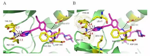 DDR1 和 DDR2 双靶点抑制剂的设计合成及其抗炎作用研究 | MedChemExpress