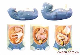 消化、呼吸、泌尿生殖、体腔的发生