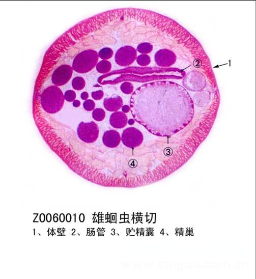 鑫鑫教学显微玻片