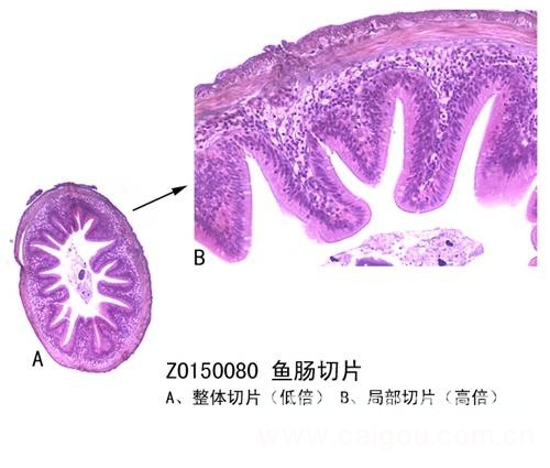 鑫鑫教学显微玻片