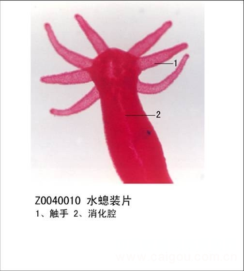 鑫鑫教学显微玻片