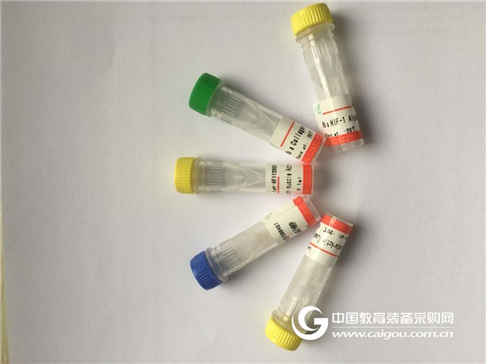 凋亡加强结构域蛋白12抗体说明书