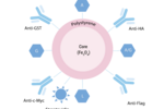 免疫沉淀常见问题解答 | MedChemExpress