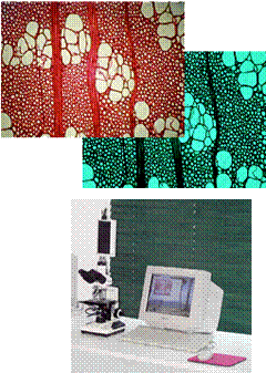 WinCELL树木细胞图像分析系统
