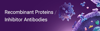 重组蛋白 | 高纯度、高稳定性