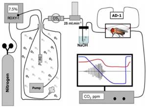 SSI果蝇呼吸代谢与活动观测系统