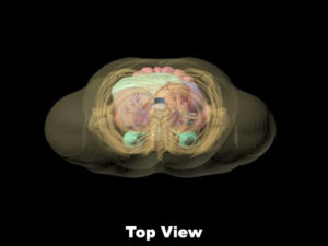 R＆D成人軀干模體，適用于MRI、超聲、CT